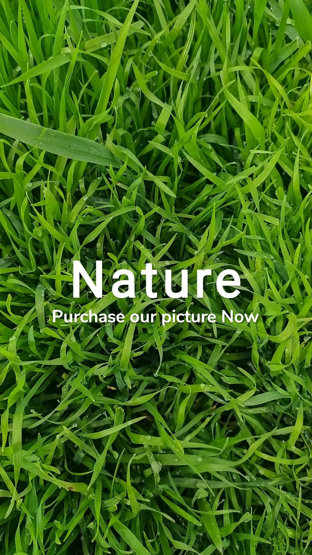 Purchase our picture Now 